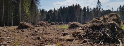 Foto: Monika Vejpustková / VÚLHM