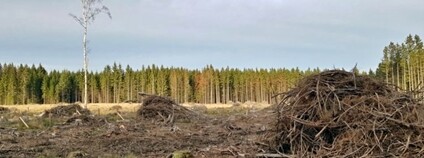 Ukázka kalamitních holin, kde byl projekt realizován na LDO Přibyslav Foto: VÚLHM