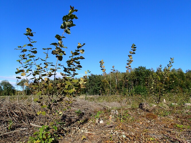 Jednoletá kultura osiky založená krytokořennými sazenicemi na holině připravené sběrem klestu.