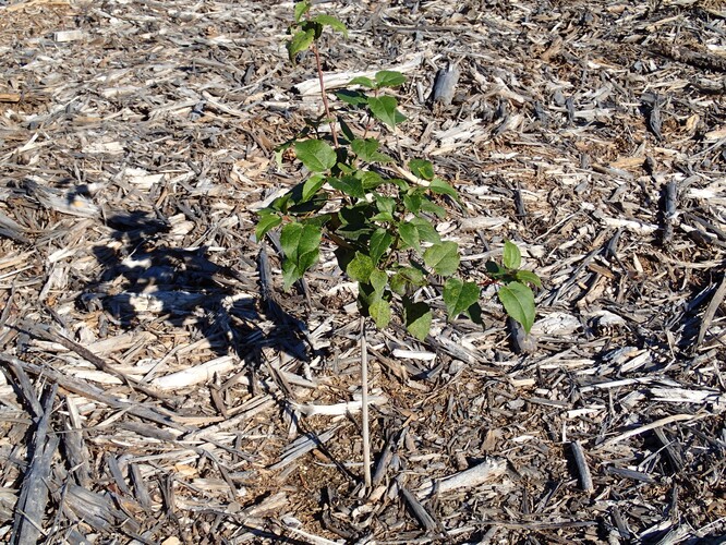 Jednoletá kultura osiky založená prostokořennými sazenicemi na holině připravené drcením klestu.