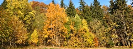 Foto: Jan Řezáč / VÚLHM