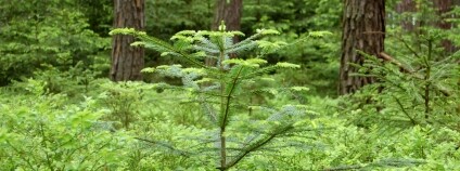 Foto: Jan Řezáč / VÚLHM