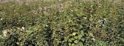 Foto: Luďka Čížková / VÚLHM