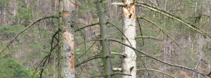 Foto: Jan Liška / VÚLHM