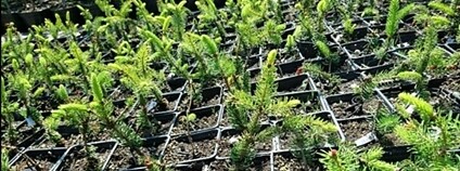 Pěstování řízkovanců klonů rezistentního krušnohorského smrku ve školce PEXÍDR s. r. o. v Protivíně. Foto: Josef Frýdl VÚLHM