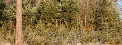 Foto: Jan Řezáč / Výzkumný ústav lesního hospodářství a myslivosti