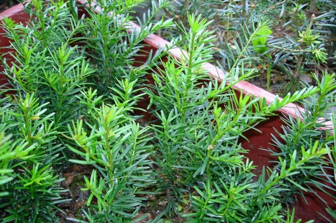 Pěstované sazenice tisu v mikroškolce Mařeničky.