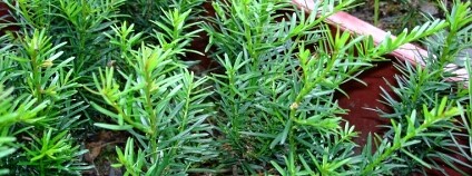 Foto: Alexandr Hrozek