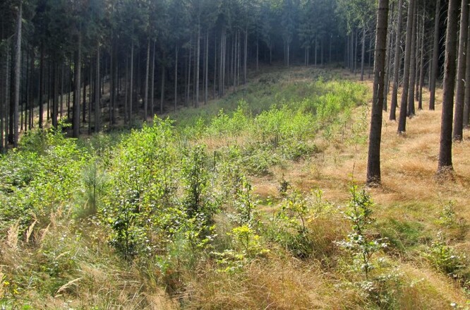 Výsadba tisu na malé holině s bočním zástinem; lokalita Wels-východ.