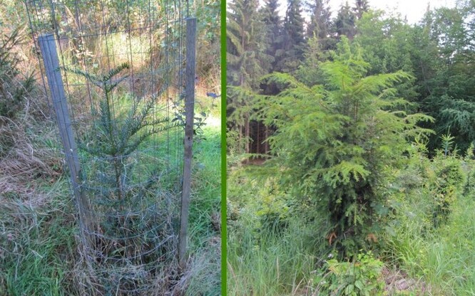 Vlevo: vysazený jedinec tisu chráněný drátěným oplůtkem; lokalita Wels-východ. Vpravo: jedinec z repatriační výsadby, Střední vrch.