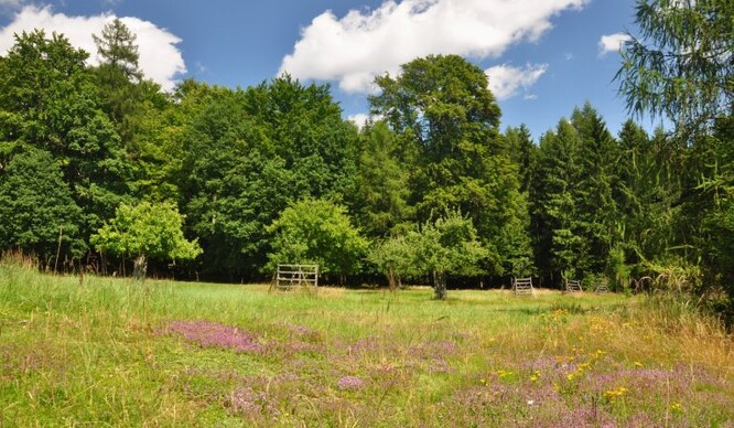 Rozmanitý les zadrží více vody než monokultury. Na snímku okraj zdravého lesa u Dobříše.