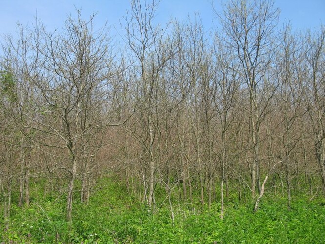 Holožír bekyně velkohlavé v mladém dubovém porostu u Židlochovic.