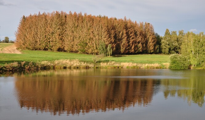 Rybník a uschlý smrkový lesík