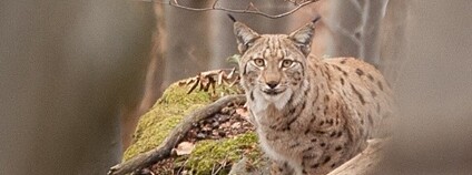 Vzácný okamžik přímého pozorování rysa ostrovida Foto: Barbora Gajdárová Lesy ČR