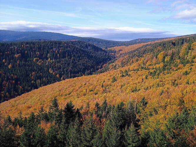 Údolí Skalního potoka.