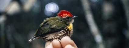 Foto: Andy Kratter / Floridské muzeum