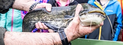 Děti společně s rybáři vypustily do řeky Bíliny stovky ryb Foto: ORLEN Unipetrol