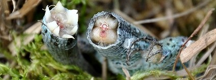 Foto: Jozef Májsky / Naše příroda