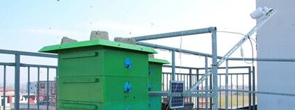 Na střeše plzeňské strojní fakulty vznikla včelí laboratoř Foto: ZČU v Plzni