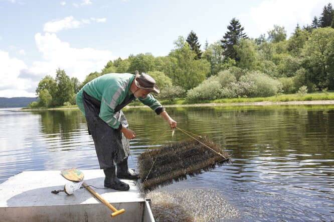 Vědci instalují do přehrady umělá hnízda.