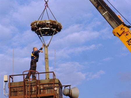 Čáp bílý patří ke zvláště chráněným druhům a v Evropě je podle mluvčí populace čápa bílého ve většině zemí na vzestupu. Na snímku umísťování  hnízda na pavilon