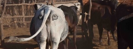 Oči nakreslené pro ochranu na bocích skotu Foto: Ben Yexly / UNSW