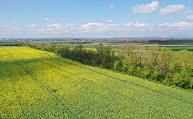 Příklad podmíněně funkčního větrolamu.