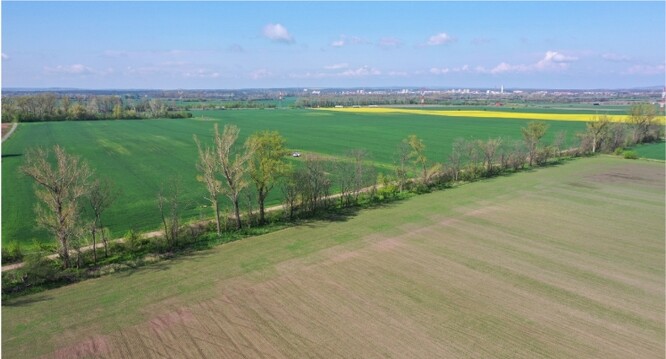 Příklad převážně nefunkčního větrolamu poškozeného tornádem (Tvrdonice).