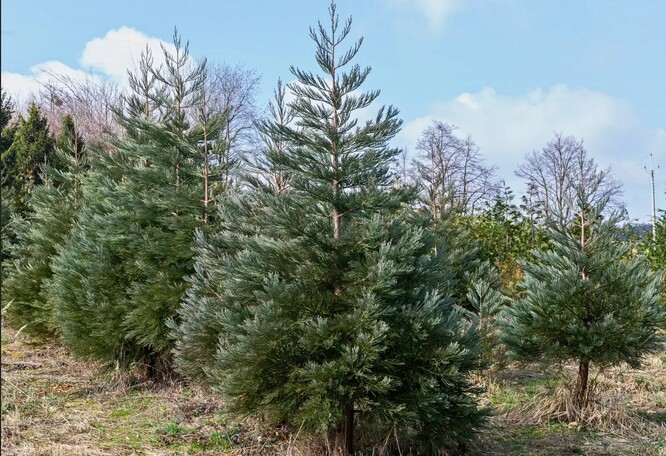 Experimentální výsadba sekvojovce obrovského na LS Vítkov (revír Odry) po pěti letech od výsadby.