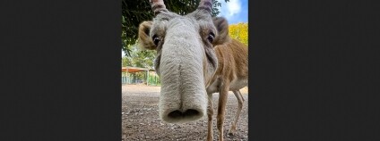 Foto: Miroslav Bobek / Zoo Praha
