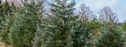 Foto:  David Dušek / VÚLHM