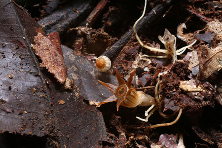 Thismia inconspicua - celá rostlina měří jen několik málo centimetrů, nemá listy a hnědý květ se ztrácí v okolním tlejícím listí.