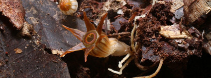 Thismia inconspicua objevená na Borneu olomouckými přírodovědci Foto: Michal Sochor / Univerzita Palackého v Olomouci