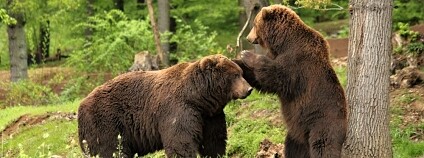 Minulý rok se v ZOO v Brně narodilo zhruba 200 mláďat.