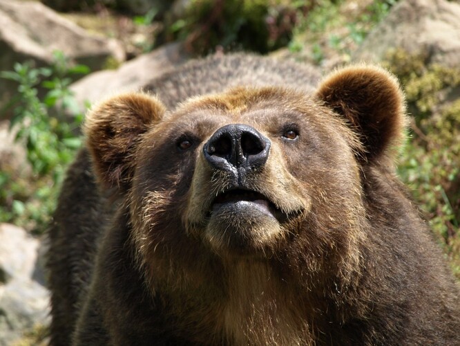 Medvěd grizzly v zoologické zahradě v Děčíně.