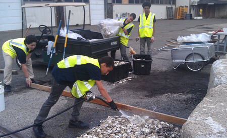 význam zachování ústřic přesahuje gastronomický horizont a regionální areál zátoky Jamaica Bay. Kolonie ústřic zajišťují zpevnění pobřeží, zabraňují jeho erozi a tříští vlny. Tím přirozeně chrání mokřady a další citlivé habitaty v těsném sousedství moře