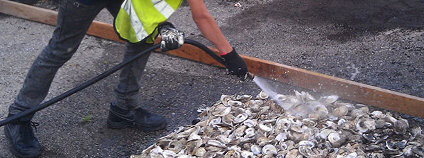 Záchran ústřic Foto: Billion Oyster Project