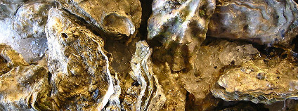 Ústřice Foto: Jeremy Keith / Flickr.com