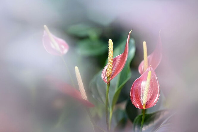 Toulitka Andréova, lidově antůrie. Ze vzduchu ve vaší domácnosti vytáhne amoniak, formaldehyd a xylen. Přes zimu ji moc nezalévejte.