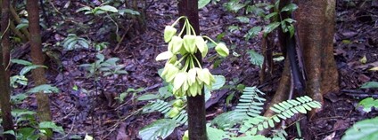 Uvariopsis dicaprio Foto: Lorna MacKinnon Royal Botanic Gardens, Kew