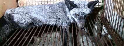 Foto: OBRAZ - Obránci zvířat