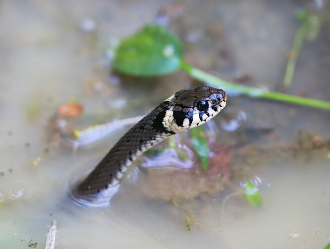 Chráněná užovka obojková.