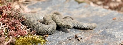 Užovka podplamatá Foto: Vojtěch Vita Zoo Praha