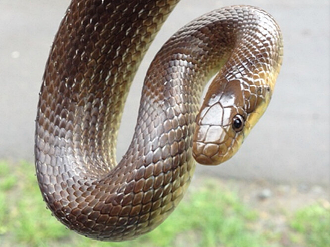 Užovka stromová z české populace.