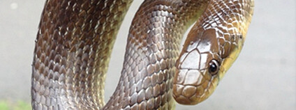 Užovka stromová z české populace. Foto: P. Kotlík Ústav živočišné fyziologie a genetiky AV ČR