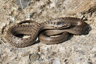 Skrytým zástupcem našich prosluněných stepních lokalit je užovka hladká.