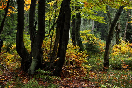Na Rýchorách už téměř nic nenapovídá tomu, co se tam v letech 1968 a 1969 dělo, příroda staré rány zacelila.