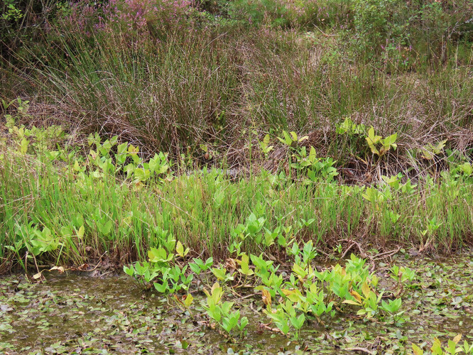 Porost chráněné vachty trojlisté na okraji tůně.