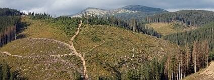 Nepoužívané cesty po těžbě dřeva zůstávají v krajině jako jizvy, které odvádějí pryč vodu. Foto: Štefan Vaľo / Povodne.sk
