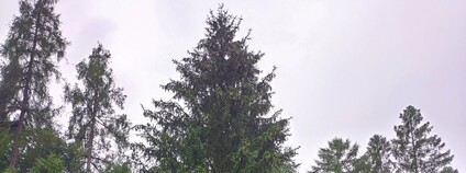 Vánočním stromem pro Brno bude letos smrk Foto: Mendelova univerzita v Brně